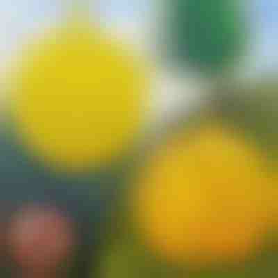 Trappole per mosche appese 6 pezzi | BUGIORB